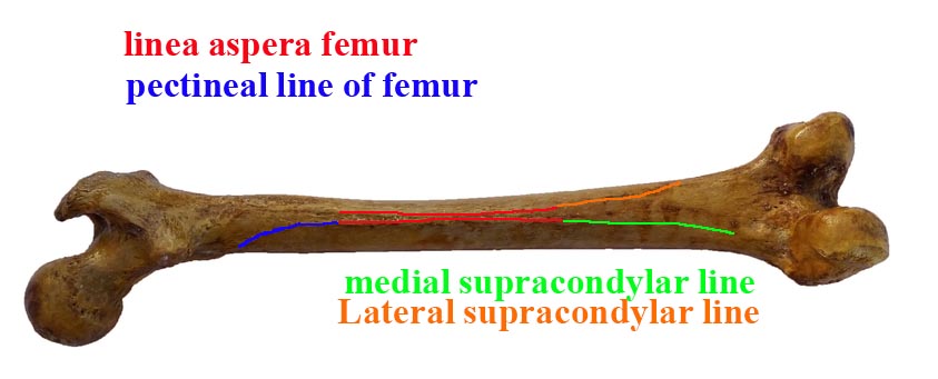 linea aspera of femur
